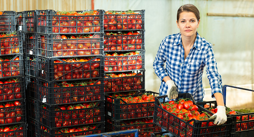 Vom Feld bis zum Handel: Erntelogistik mit den richtigen Ladungsträgern optimieren